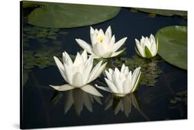 Fragrant Water Lily (Nymphaea Odorata) Flowers on Lake Skadar, Lake Skadar Np, Montenegro, May 2008-Radisics-Stretched Canvas