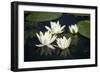 Fragrant Water Lily (Nymphaea Odorata) Flowers on Lake Skadar, Lake Skadar Np, Montenegro, May 2008-Radisics-Framed Photographic Print