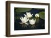 Fragrant Water Lily (Nymphaea Odorata) Flowers on Lake Skadar, Lake Skadar Np, Montenegro, May 2008-Radisics-Framed Photographic Print