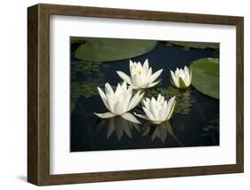 Fragrant Water Lily (Nymphaea Odorata) Flowers on Lake Skadar, Lake Skadar Np, Montenegro, May 2008-Radisics-Framed Photographic Print