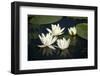 Fragrant Water Lily (Nymphaea Odorata) Flowers on Lake Skadar, Lake Skadar Np, Montenegro, May 2008-Radisics-Framed Photographic Print