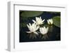 Fragrant Water Lily (Nymphaea Odorata) Flowers on Lake Skadar, Lake Skadar Np, Montenegro, May 2008-Radisics-Framed Photographic Print