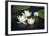 Fragrant Water Lily (Nymphaea Odorata) Flowers on Lake Skadar, Lake Skadar Np, Montenegro, May 2008-Radisics-Framed Photographic Print