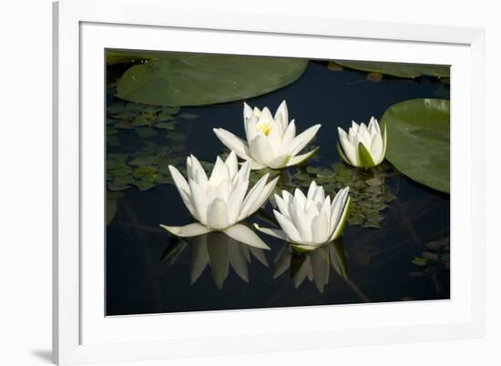 Fragrant Water Lily (Nymphaea Odorata) Flowers on Lake Skadar, Lake Skadar Np, Montenegro, May 2008-Radisics-Framed Photographic Print