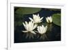 Fragrant Water Lily (Nymphaea Odorata) Flowers on Lake Skadar, Lake Skadar Np, Montenegro, May 2008-Radisics-Framed Photographic Print