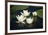 Fragrant Water Lily (Nymphaea Odorata) Flowers on Lake Skadar, Lake Skadar Np, Montenegro, May 2008-Radisics-Framed Photographic Print