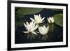 Fragrant Water Lily (Nymphaea Odorata) Flowers on Lake Skadar, Lake Skadar Np, Montenegro, May 2008-Radisics-Framed Photographic Print