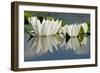 Fragrant Water Lily (Nymphaea Odorata) Flowers on Lake Skadar, Lake Skadar Np, Montenegro, May 2008-Radisics-Framed Photographic Print