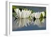 Fragrant Water Lily (Nymphaea Odorata) Flowers on Lake Skadar, Lake Skadar Np, Montenegro, May 2008-Radisics-Framed Photographic Print