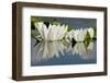 Fragrant Water Lily (Nymphaea Odorata) Flowers on Lake Skadar, Lake Skadar Np, Montenegro, May 2008-Radisics-Framed Photographic Print