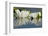 Fragrant Water Lily (Nymphaea Odorata) Flowers on Lake Skadar, Lake Skadar Np, Montenegro, May 2008-Radisics-Framed Photographic Print