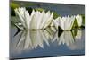 Fragrant Water Lily (Nymphaea Odorata) Flowers on Lake Skadar, Lake Skadar Np, Montenegro, May 2008-Radisics-Mounted Photographic Print