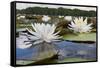Fragrant Water Lily (Nymphaea Odorata) on Caddo Lake, Texas, USA-Larry Ditto-Framed Stretched Canvas