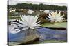 Fragrant Water Lily (Nymphaea Odorata) on Caddo Lake, Texas, USA-Larry Ditto-Stretched Canvas