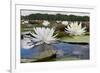 Fragrant Water Lily (Nymphaea Odorata) on Caddo Lake, Texas, USA-Larry Ditto-Framed Photographic Print