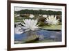 Fragrant Water Lily (Nymphaea Odorata) on Caddo Lake, Texas, USA-Larry Ditto-Framed Photographic Print