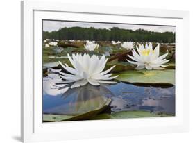 Fragrant Water Lily (Nymphaea Odorata) on Caddo Lake, Texas, USA-Larry Ditto-Framed Photographic Print