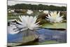 Fragrant Water Lily (Nymphaea Odorata) on Caddo Lake, Texas, USA-Larry Ditto-Mounted Photographic Print