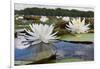 Fragrant Water Lily (Nymphaea Odorata) on Caddo Lake, Texas, USA-Larry Ditto-Framed Photographic Print