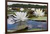 Fragrant Water Lily (Nymphaea Odorata) on Caddo Lake, Texas, USA-Larry Ditto-Framed Photographic Print