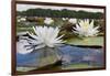 Fragrant Water Lily (Nymphaea Odorata) on Caddo Lake, Texas, USA-Larry Ditto-Framed Photographic Print