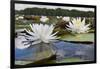 Fragrant Water Lily (Nymphaea Odorata) on Caddo Lake, Texas, USA-Larry Ditto-Framed Photographic Print