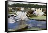 Fragrant Water Lily (Nymphaea Odorata) on Caddo Lake, Texas, USA-Larry Ditto-Framed Stretched Canvas