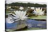 Fragrant Water Lily (Nymphaea Odorata) on Caddo Lake, Texas, USA-Larry Ditto-Stretched Canvas