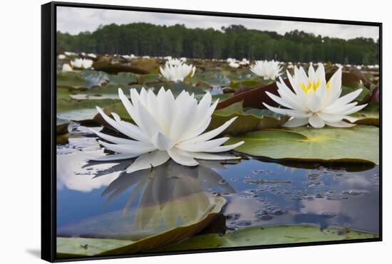 Fragrant Water Lily (Nymphaea Odorata) on Caddo Lake, Texas, USA-Larry Ditto-Framed Stretched Canvas