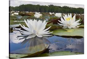 Fragrant Water Lily (Nymphaea Odorata) on Caddo Lake, Texas, USA-Larry Ditto-Stretched Canvas