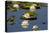 Fragrant Water Lily (Nymphaea Odorata) on Caddo Lake Texas, USA-Larry Ditto-Stretched Canvas