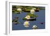 Fragrant Water Lily (Nymphaea Odorata) on Caddo Lake Texas, USA-Larry Ditto-Framed Photographic Print