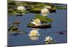 Fragrant Water Lily (Nymphaea Odorata) on Caddo Lake Texas, USA-Larry Ditto-Mounted Photographic Print