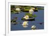 Fragrant Water Lily (Nymphaea Odorata) on Caddo Lake Texas, USA-Larry Ditto-Framed Photographic Print