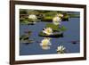 Fragrant Water Lily (Nymphaea Odorata) on Caddo Lake Texas, USA-Larry Ditto-Framed Photographic Print