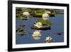 Fragrant Water Lily (Nymphaea Odorata) on Caddo Lake Texas, USA-Larry Ditto-Framed Photographic Print