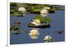 Fragrant Water Lily (Nymphaea Odorata) on Caddo Lake Texas, USA-Larry Ditto-Framed Photographic Print