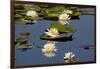 Fragrant Water Lily (Nymphaea Odorata) on Caddo Lake Texas, USA-Larry Ditto-Framed Photographic Print