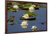 Fragrant Water Lily (Nymphaea Odorata) on Caddo Lake Texas, USA-Larry Ditto-Framed Photographic Print