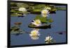 Fragrant Water Lily (Nymphaea Odorata) on Caddo Lake Texas, USA-Larry Ditto-Framed Photographic Print