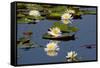 Fragrant Water Lily (Nymphaea Odorata) on Caddo Lake Texas, USA-Larry Ditto-Framed Stretched Canvas