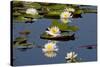 Fragrant Water Lily (Nymphaea Odorata) on Caddo Lake Texas, USA-Larry Ditto-Stretched Canvas