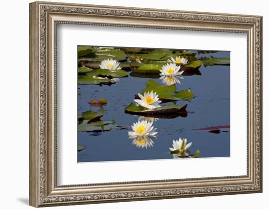 Fragrant Water Lily (Nymphaea Odorata) on Caddo Lake Texas, USA-Larry Ditto-Framed Photographic Print