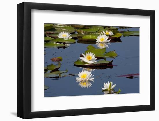 Fragrant Water Lily (Nymphaea Odorata) on Caddo Lake Texas, USA-Larry Ditto-Framed Photographic Print