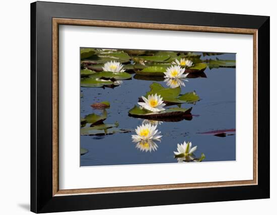 Fragrant Water Lily (Nymphaea Odorata) on Caddo Lake Texas, USA-Larry Ditto-Framed Photographic Print