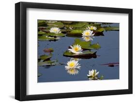 Fragrant Water Lily (Nymphaea Odorata) on Caddo Lake Texas, USA-Larry Ditto-Framed Photographic Print