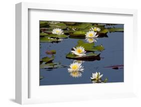 Fragrant Water Lily (Nymphaea Odorata) on Caddo Lake Texas, USA-Larry Ditto-Framed Photographic Print