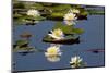 Fragrant Water Lily (Nymphaea Odorata) on Caddo Lake Texas, USA-Larry Ditto-Mounted Photographic Print