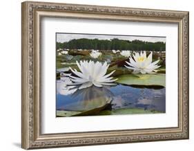 Fragrant Water Lily (Nymphaea Odorata) on Caddo Lake, Texas, USA-Larry Ditto-Framed Photographic Print