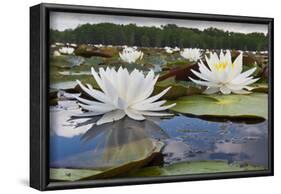 Fragrant Water Lily (Nymphaea Odorata) on Caddo Lake, Texas, USA-Larry Ditto-Framed Photographic Print